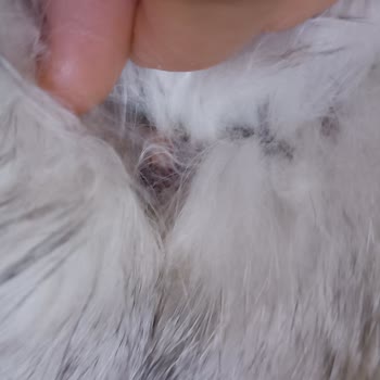 Vito Veteriner Kliniği Ölen Kedimin Tedavi Süreci!