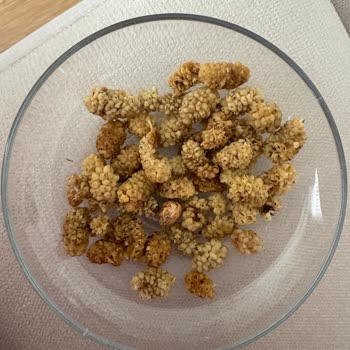 Peyman Glutensiz Dut İçindeki Yabancı Madde