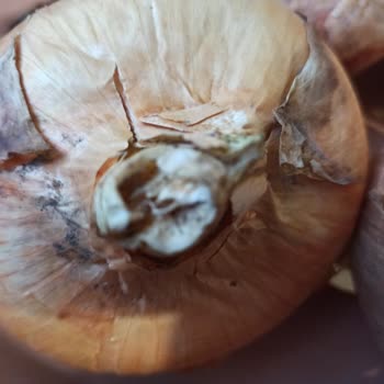 Şok Marketler Eksik Ürünler Ve Başka Bozuk Ürünler Var Ve Siparişi Geç Teslim Geldi