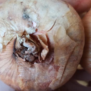 Şok Marketler Eksik Ürünler Ve Başka Bozuk Ürünler Var Ve Siparişi Geç Teslim Geldi