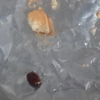 Eti Gıda Cici Bebe İçinden Böcek Çıktı!