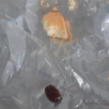 Eti Gıda Cici Bebe İçinden Böcek Çıktı!