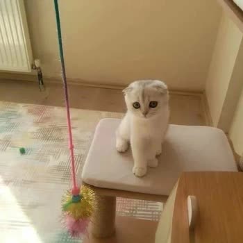 Patim_evi (Instagram) Patim_evi Şikayet Var