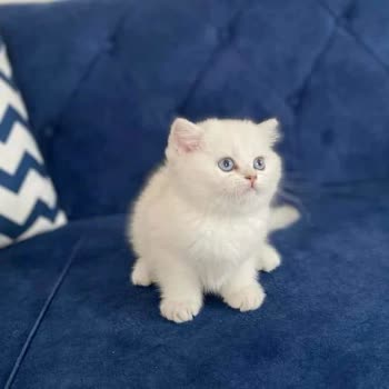 Patim_evi (Instagram) Patim_evi Şikayet Var