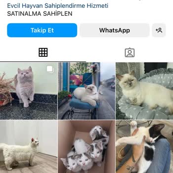 Sahibimolurmusuntr (Instagram) Sahiplendirme Sitesi Hakkında