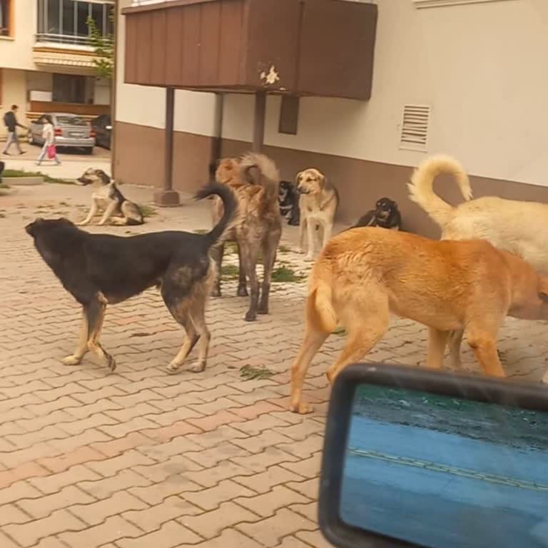 Altındağ Belediyesi Başıboş Sokak Köpekleri