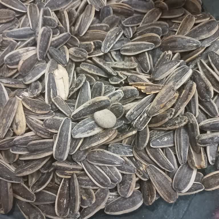 Çerezya Çekirdeğin İçinden Taş Cıktı