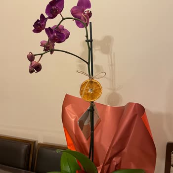 Taze Çiçek (tazecicek.com) Görselle Alakası Olmayan Çiçek