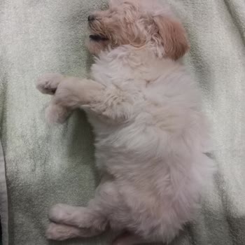 Petcim.com Yavru Köpeğimizin Sağlık Mücadelesi Ve Kaybı