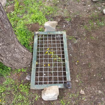 Petcim.com Yavru Köpeğimizin Sağlık Mücadelesi Ve Kaybı