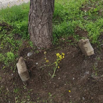 Petcim.com Köpeğin Sağlık Mücadelesi Ve Kaybı