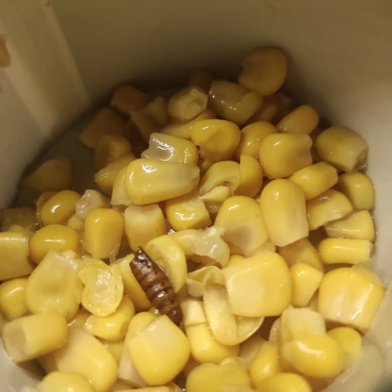 Tat Konserve Mısırında Kurtçuk