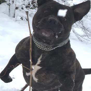 Bayer / Elenco Seresto Pire Tasması