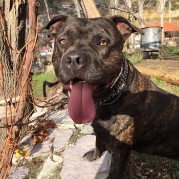 Bayer / Elenco Seresto Pire Tasması