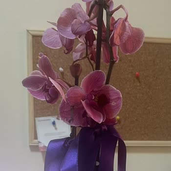 Çiçek Sepeti Solmuş Ürün Teslimatı Mağduriyeti