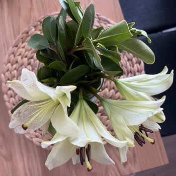 Antalya Cicekmarket.com Şoku