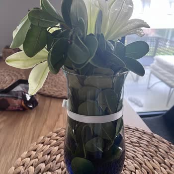 Antalya Cicekmarket.com Şoku