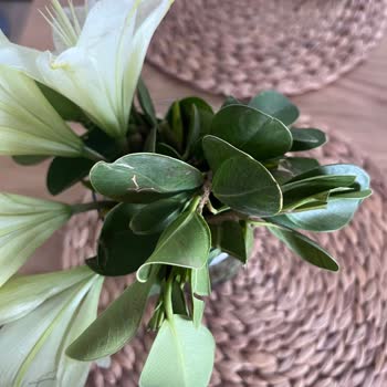 Antalya Cicekmarket.com Şoku