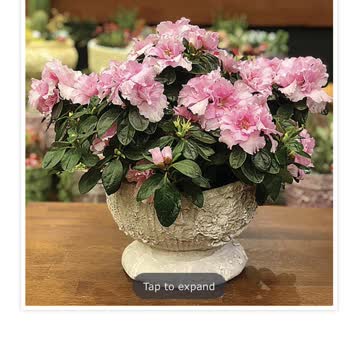 Açelya Çiçek Resimdeki Çiçekle Gelen Çiçek Arasındaki Fark