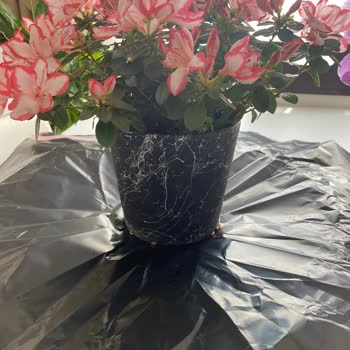 Açelya Çiçek Resimdeki Çiçekle Gelen Çiçek Arasındaki Fark