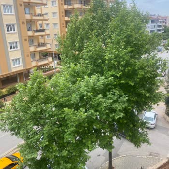 Şehitkamil Belediyesi Ağaç Budanması Ve Tepeden Kesilmesi