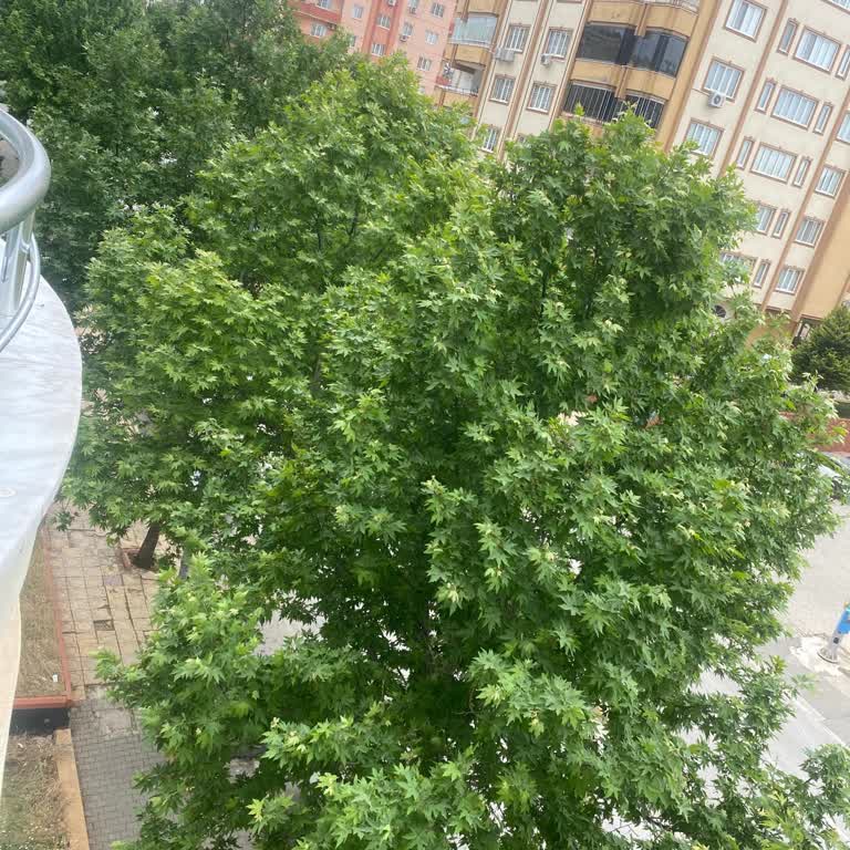 Gaziantep Büyükşehir Belediyesi Ağaç Budaması Ve Tepeden Kesilmesi