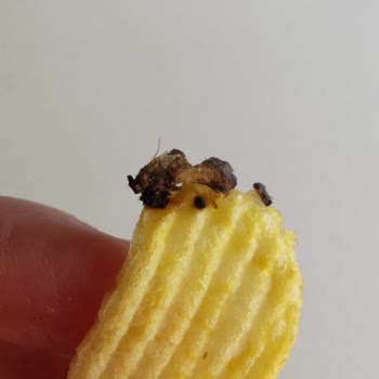 Ruffles De Böcek Çıktı