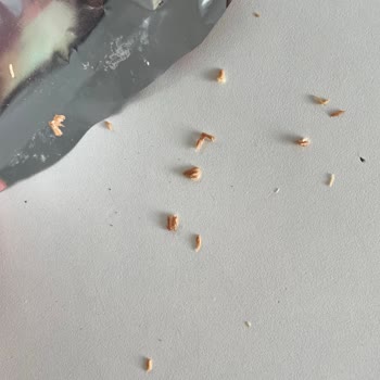 Golf Dondurma Kalite Kontrolsüz Ürün Hayal Kırıklığı Yarattı