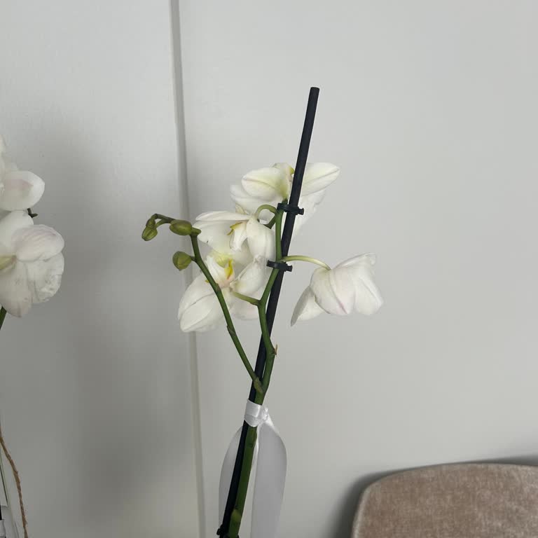 ÇiçekSepeti Solmuş Çiçek Yollanıyor