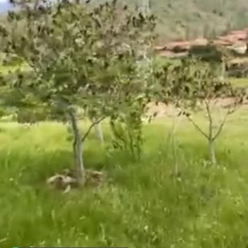 YEDAŞ Evimin Ve Bahçemin İçinden Yüksek Gerilim Hattı Çekilmiş Bilgim Yoktur