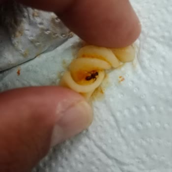 Banetti Makarnadan Böcek Çıktı