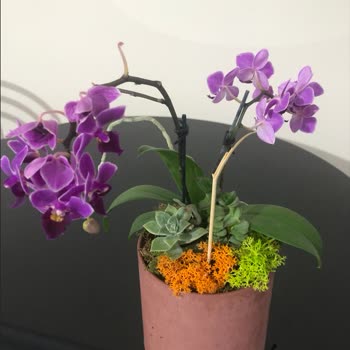 Gebze Çiçekleri Yaşamış Olduğum Mağduriyet