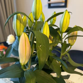 İstanbul Çiçekleri Çiçekçi Olmayan İstanbul Ç., Hem Solmuş Hem Sepete Teslim Ve Açmamış