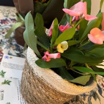 İstanbul Çiçekleri Çiçekçi Olmayan İstanbul Ç., Hem Solmuş Hem Sepete Teslim Ve Açmamış