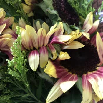 My Garden Çiçekçilik Yolunmuş Ve Solmuş Çiçek Gönderen Çiçekçi!