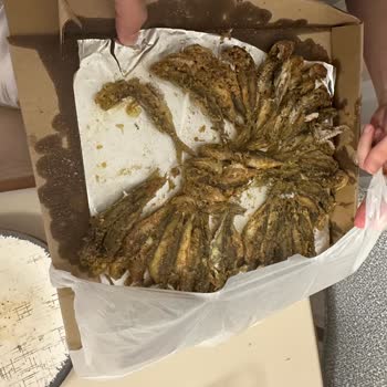 Meşhur Balıkçı Ahmet Usta Adı Meşhur Ama Gelen Sipariş Çöpe Gitti