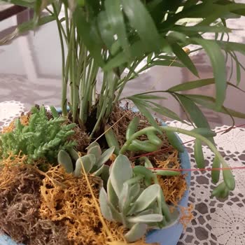 Taze Çiçek (tazecicek.com) Ürün Görseli Ve Gelen Arasındaki Alakasızlık