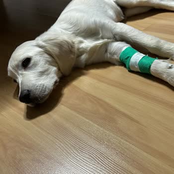Bursa Köpek Eğitimi & Pet Hotel Eğitim Diye Yolladığımız Yerden Köpeğimizi Hasta Aldık