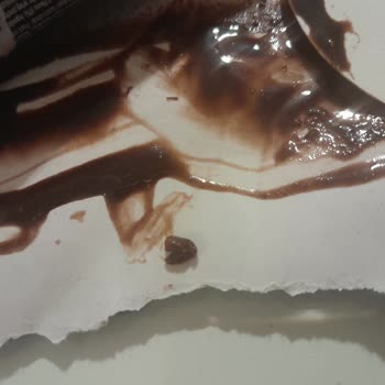 Algida Dondurmadan Ölü Kurt Çıktı