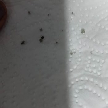 Altınküp Toz Şekerin İçinden Çıkanlar