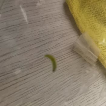Komagene Çiğköfteden Solucan Çıktı