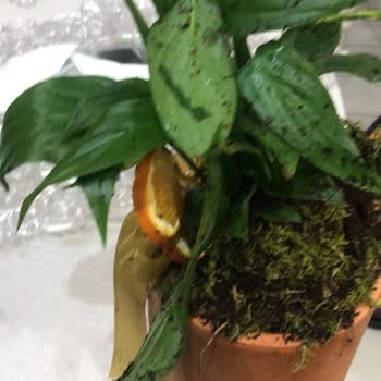 Heryerbitki Nişan İçin Sipariş Hayal Kırıklığı