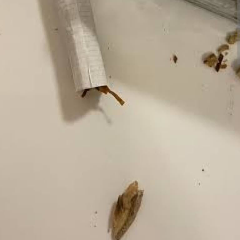 Philip Morris Zam Var Kalite Yok