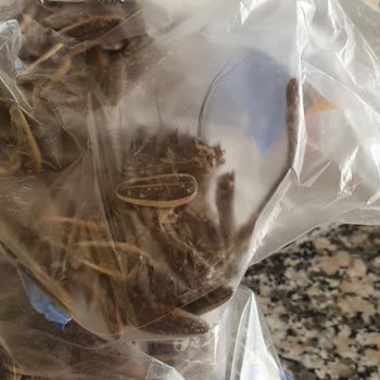 BİM'den Aldığım Çekirdekten Fare Çıktı