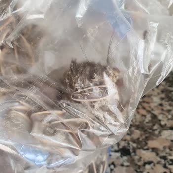 BİM'den Aldığım Çekirdekten Fare Çıktı