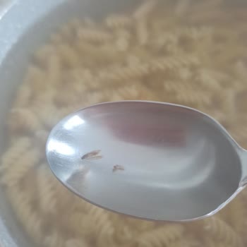 Mutlu Makarna Mutlu Yumurtalı Makarnadan Kurtçuk Çıktı