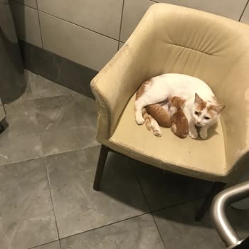 Mudanya Köfteci Yusuf'ta Hayal Kırıklığı Ve Bebek Bakım Odası Sorunu