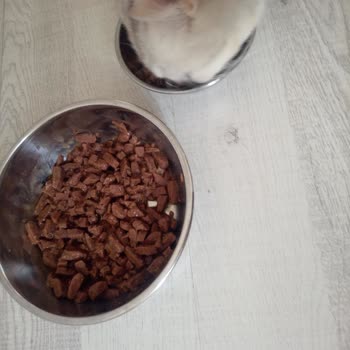 Migros Whiskas Yaş Mama Sorunu