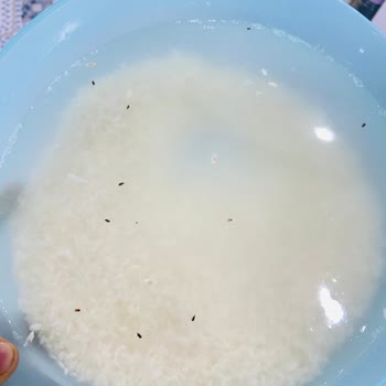 Anadolu Mutfağı Osmancık Pirinç İçinden Çıkanlar