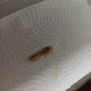 Doğa Cafe (Ankara) Makarnadan İzmarit Çıktı